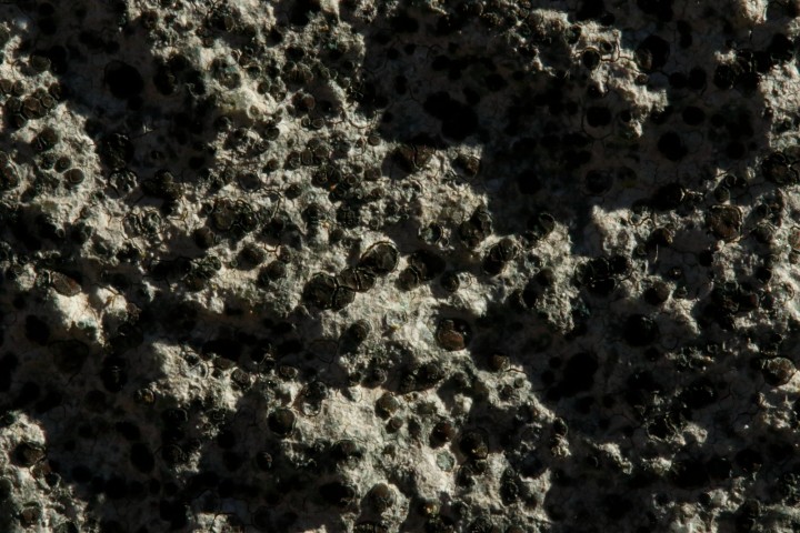 4X6A0593-1.JPG