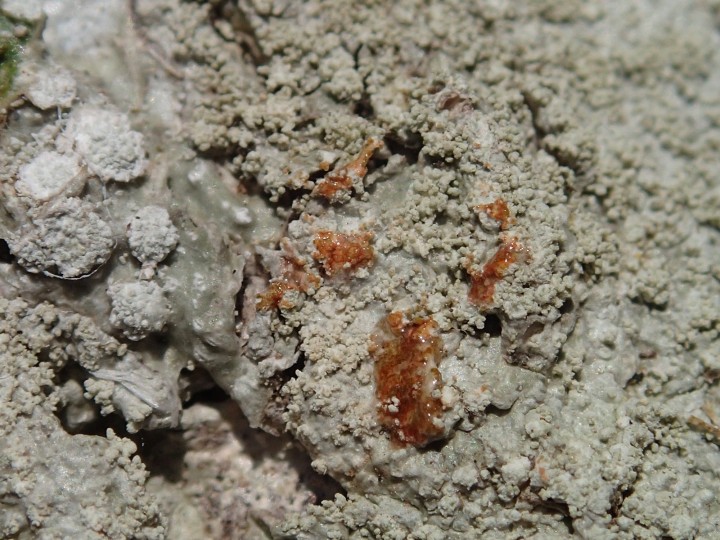 Ochrolechia subviridis [34] [2022-01-24] C+ (8).JPG