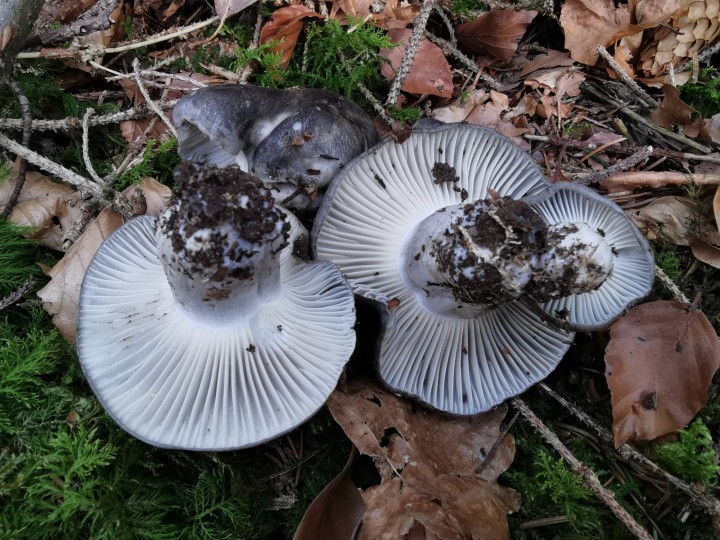 Hygrophorus_maruolus_4.jpg