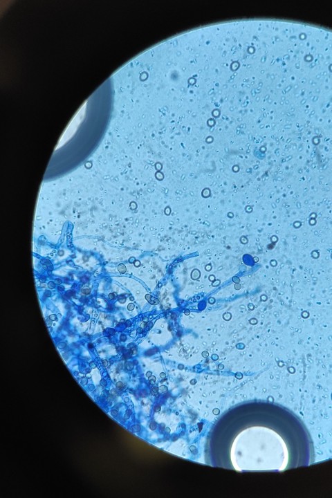 Micro 4.jpg