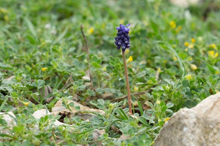 Muscari.jpg