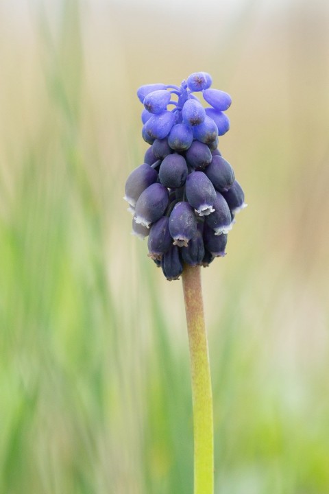 Muscari.jpg