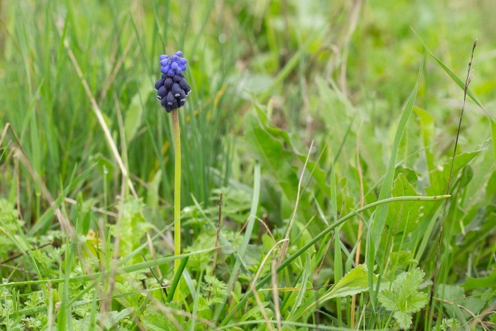 Muscari-2.jpg