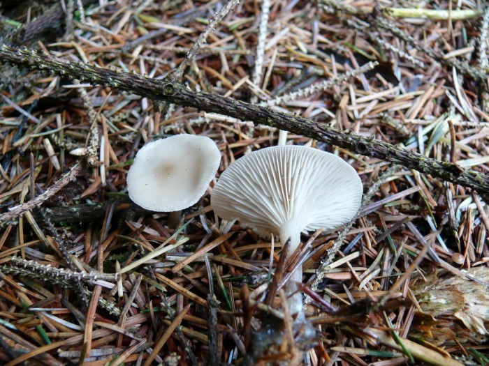 9 nov 249.JPG