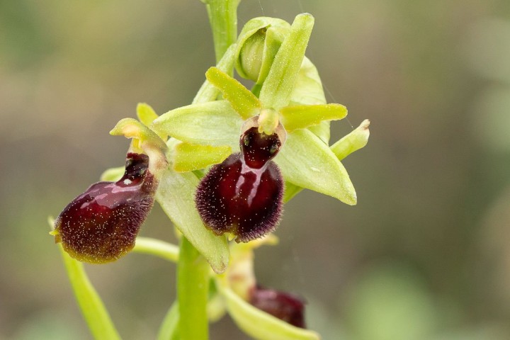 Ophrys.jpg