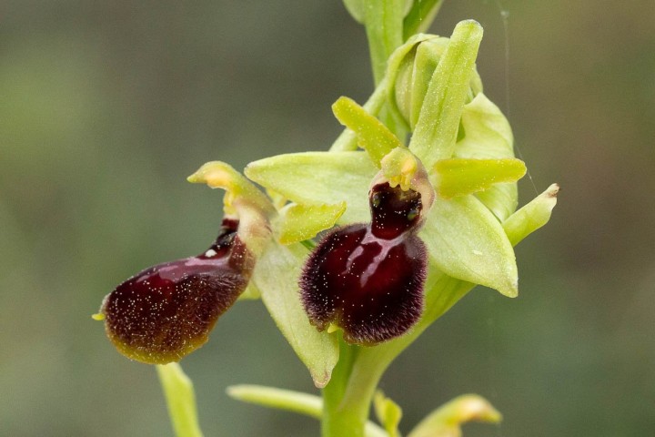 Ophrys-2.jpg