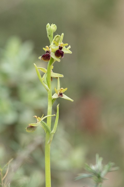 Ophrys-3.jpg