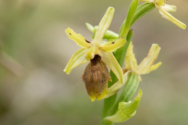 Ophrys B.jpg