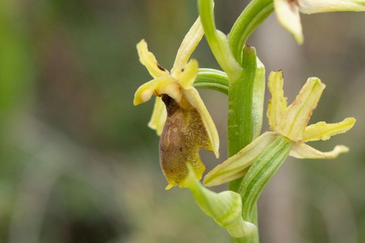 Ophrys B-3.jpg