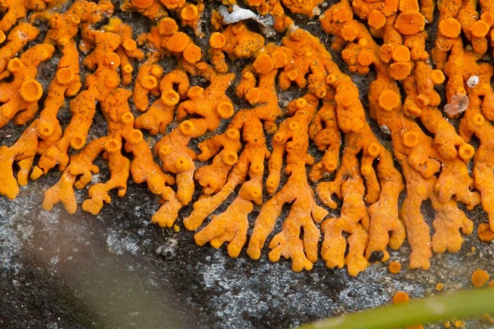 Lichen-3.jpg