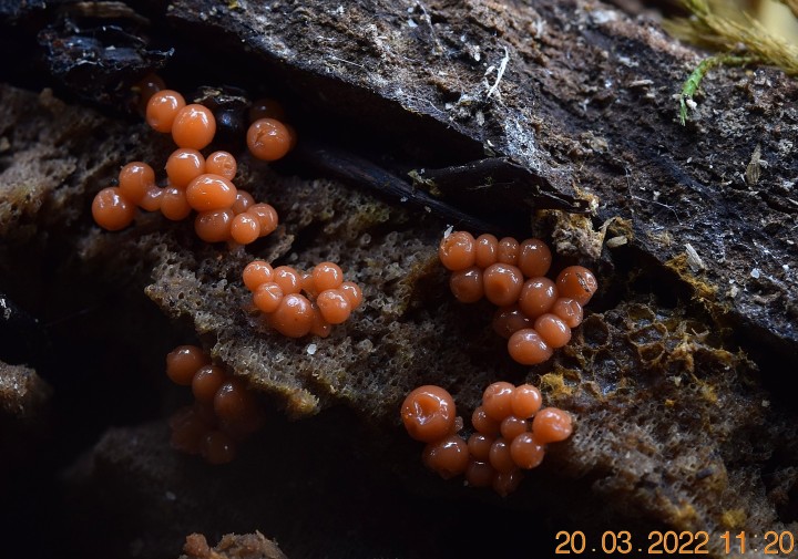 DSC_2460.JPG
