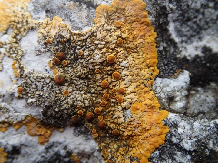 Variospora aurantia [89] [2019-04-22] (1).JPG