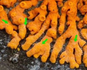 flèches macules.jpg