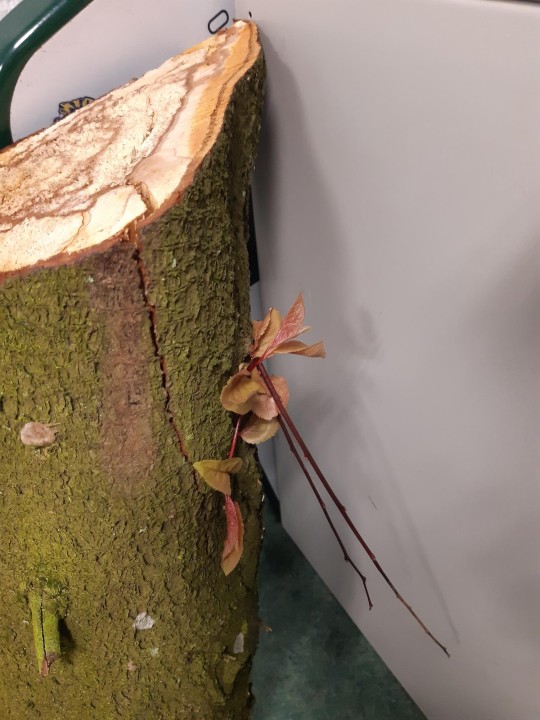 Branche cassée champignon prunus spurgeon 2.jpg