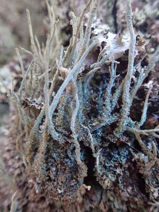 Cladonia glauca morpho. glauca [18] [2021-09-04] UV+ bleu pâle (1).JPG