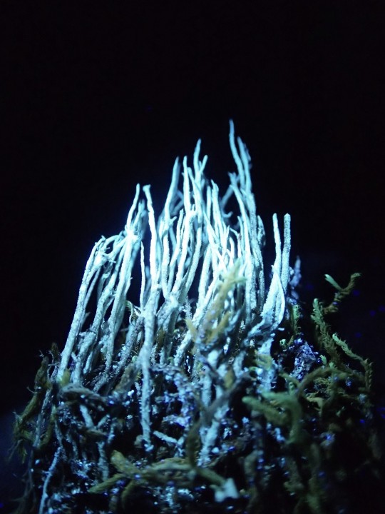 Cladonia glauca morpho. fruticulosa [19] [2021-11-05] UV+ blanc bleuté (13).JPG