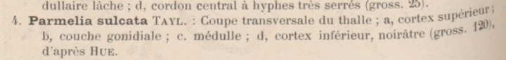 P. sulcata 1907.png