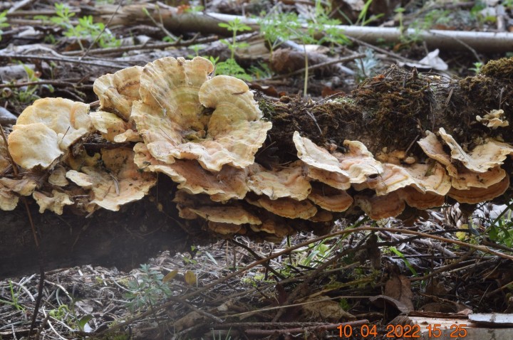 DSC_2483.JPG