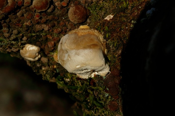 4X6A1289_1.JPG
