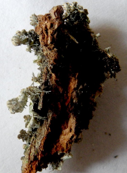 rhizines 1.jpg