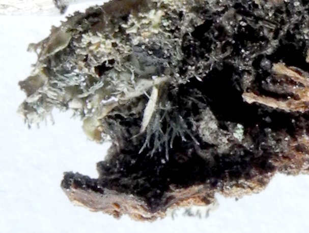 rhizines 2.jpg