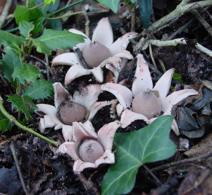 geastrum morganii 050103 3111.JPG