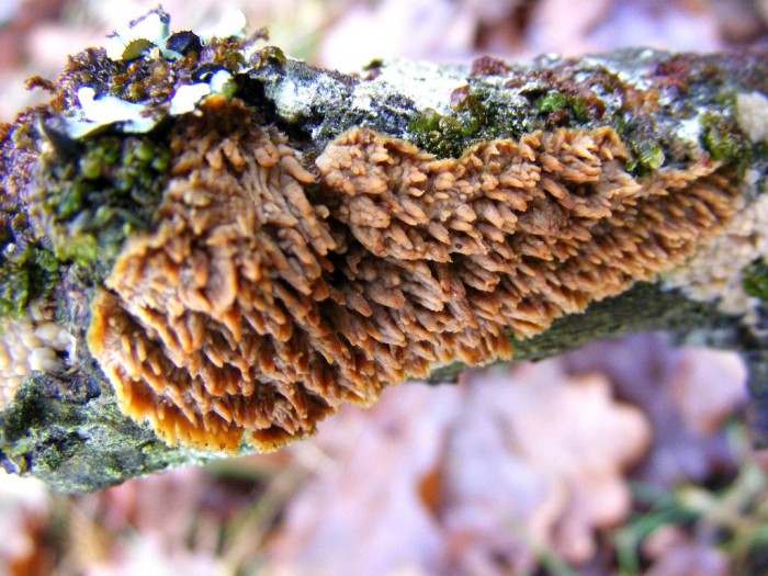 2008_1027essai0029.JPG