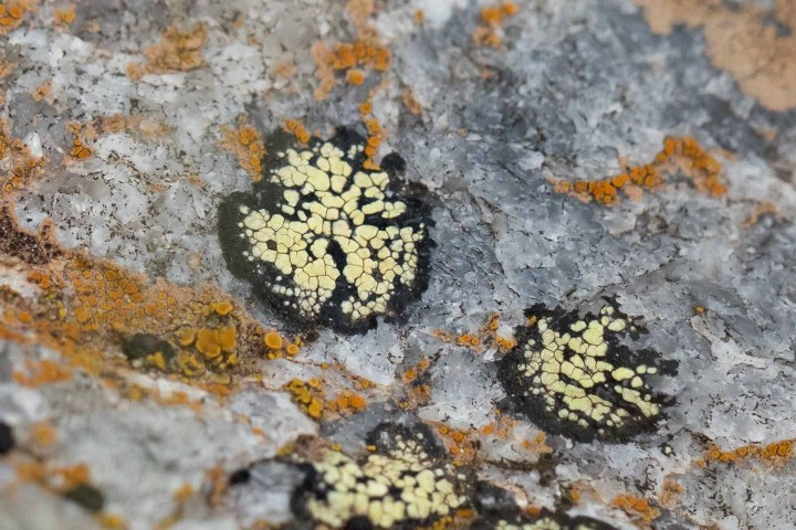 Lichen-2.jpg