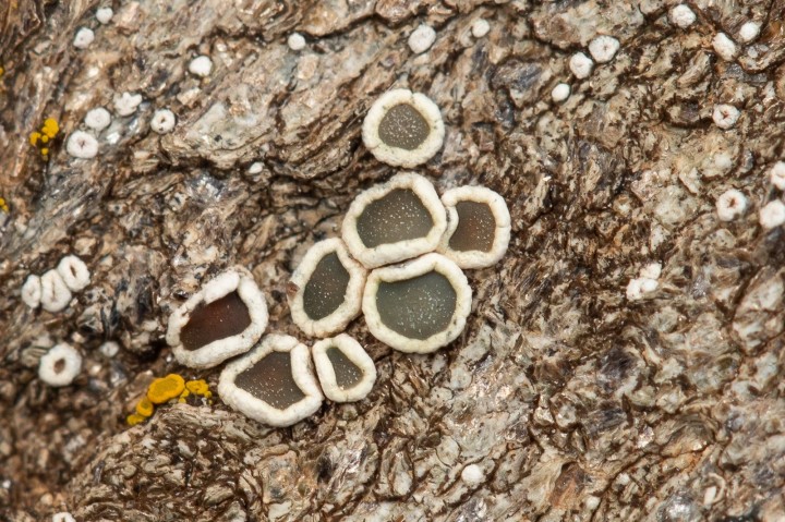 Lichen.jpg