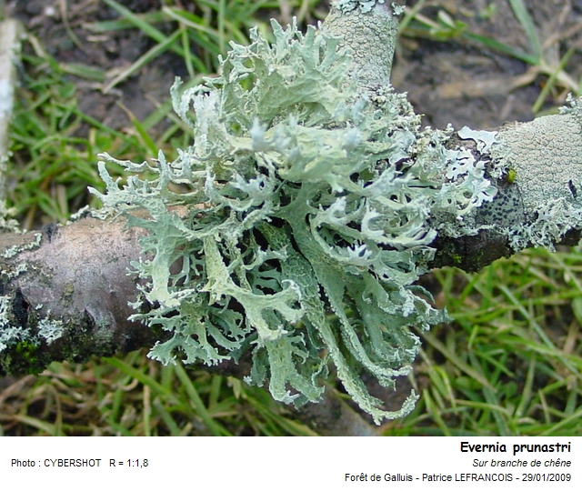 evernia_prunastri.jpg