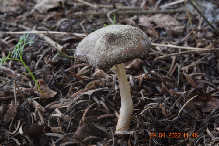 DSC_2533.JPG