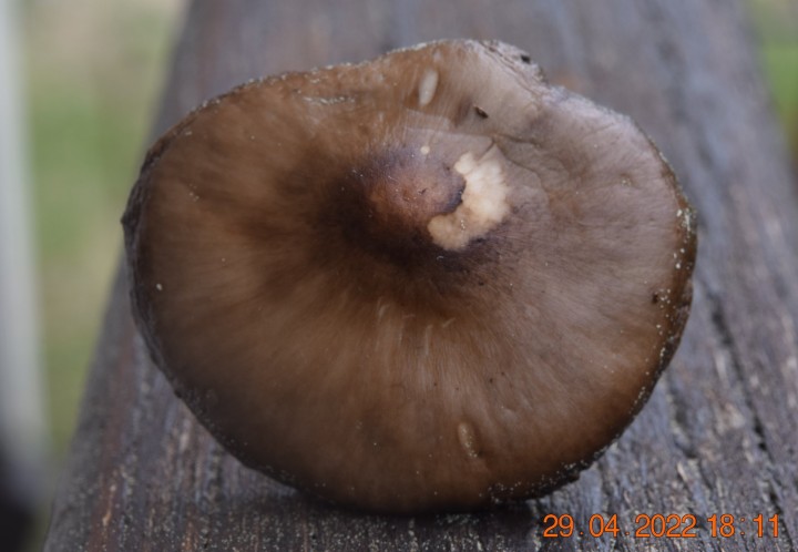 DSC_2534.JPG