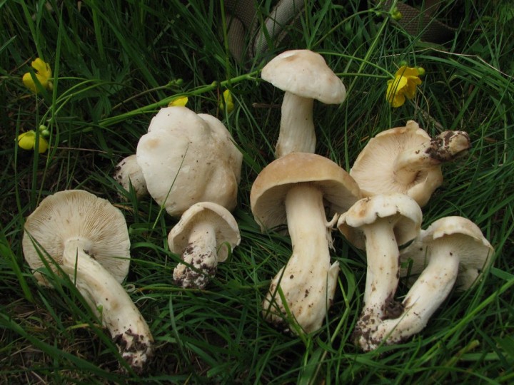 Calocybe gambosa.jpg