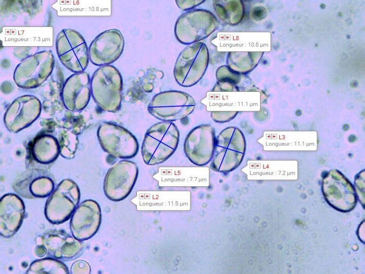 Capture_11.jpg