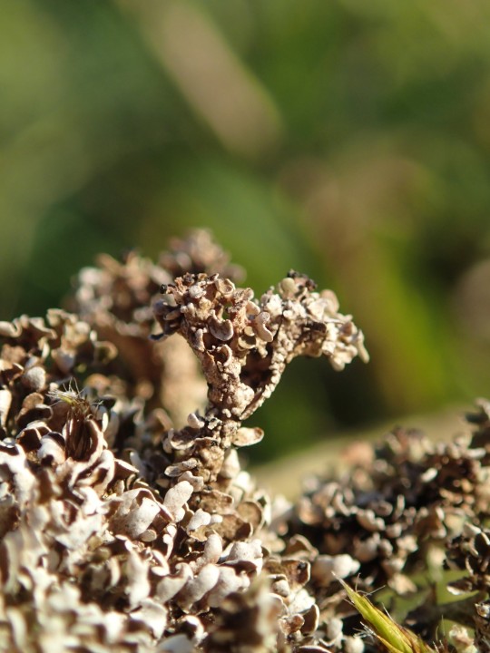 Cladonia strepsilis [19] [2021-10-31] (2).JPG