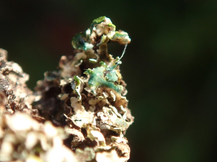 Cladonia strepsilis [19] [2021-10-31] C+ (14).JPG