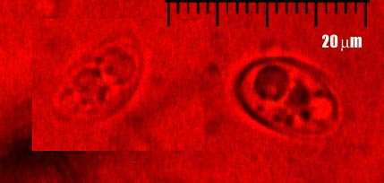 spores.jpg