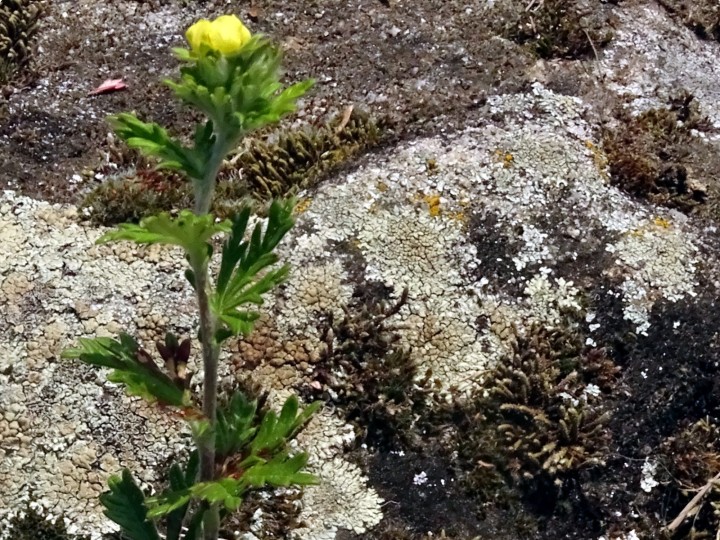 DSC02564b.JPG