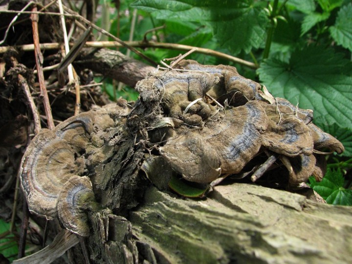 Sur bois de saule en bord de rivière en plaine