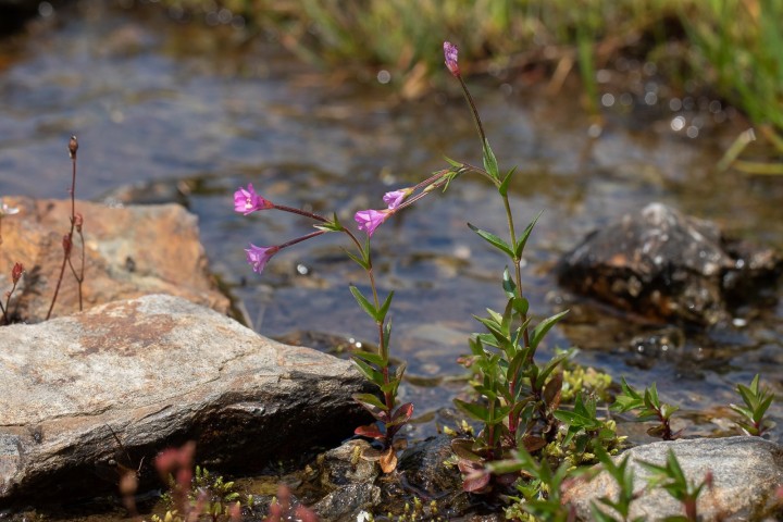 Epilobium.jpg