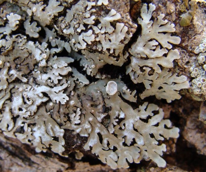 Lichen 1.jpg