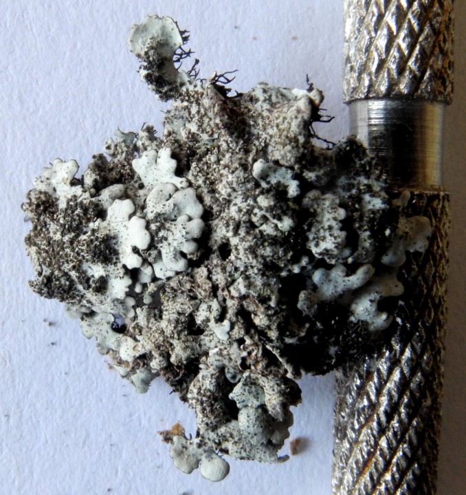 parmelina thuillat 1.jpg