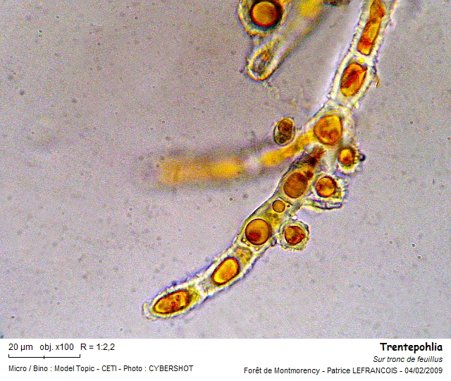 trentepohlia_m1.jpg