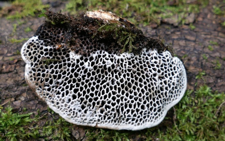 Cliquer sur l'image pour aagrandir