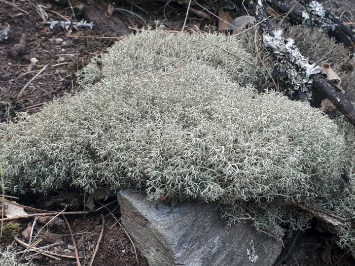 lichen5.jpg