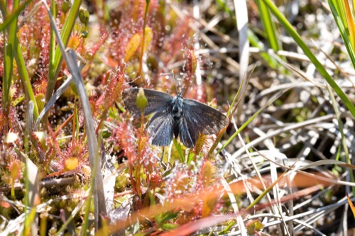 070716_drosera_rotundifolia.jpg