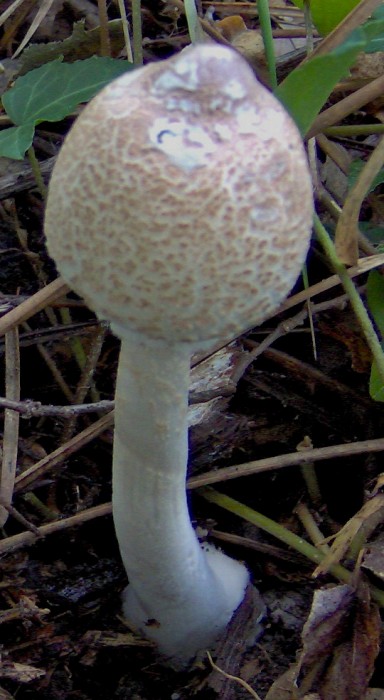 lepiota 2.jpg