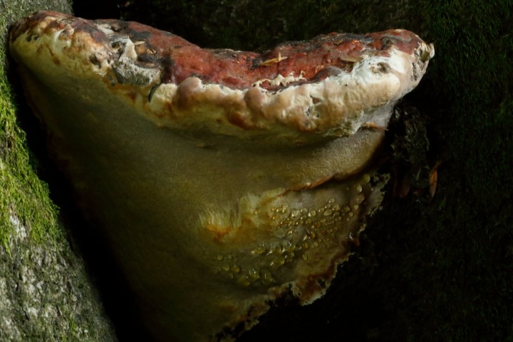 4X6A1801-1.JPG