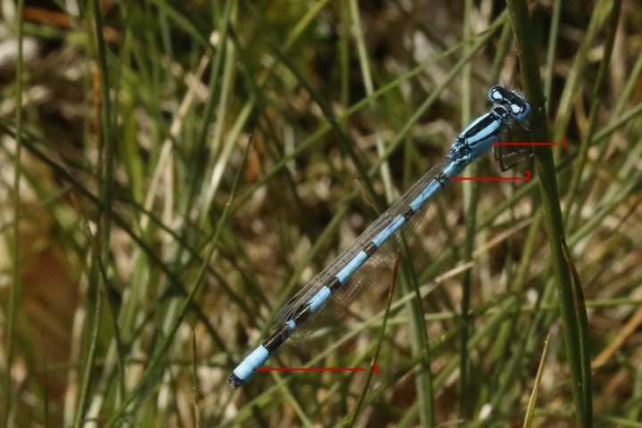4X6A1794-1-2.jpg