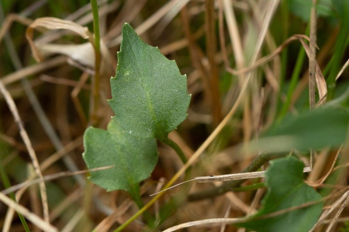 Campanule.jpg